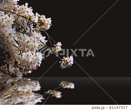 夜桜　立体背景素材　鏡面　反射 81147357