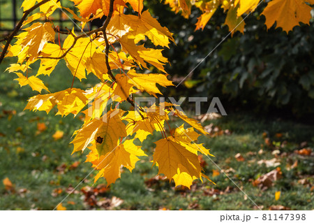 Autumn maple leafs on the maple tree 81147398