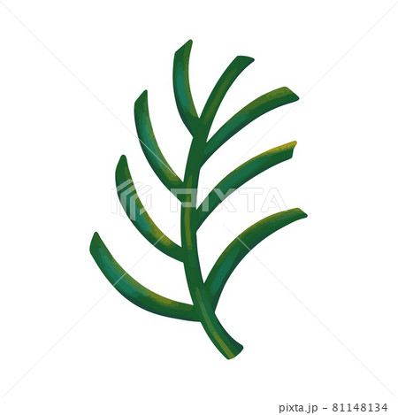 Green palm leaf. Tropical leaf.Vector illustration Green palm leaf. Tropical leaf.Vector illustration 81148134