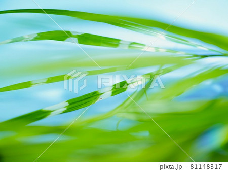 なびく・流れるイメージ　斑入りのすすき　素材 81148317