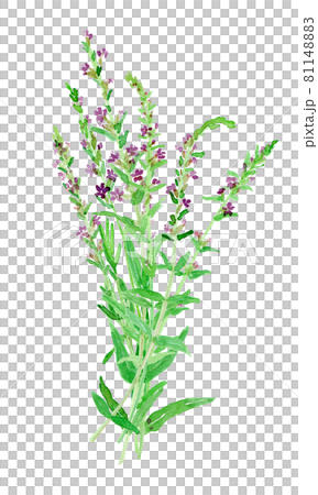 Lythrum anceps A bunch of lythrum anceps 81148883