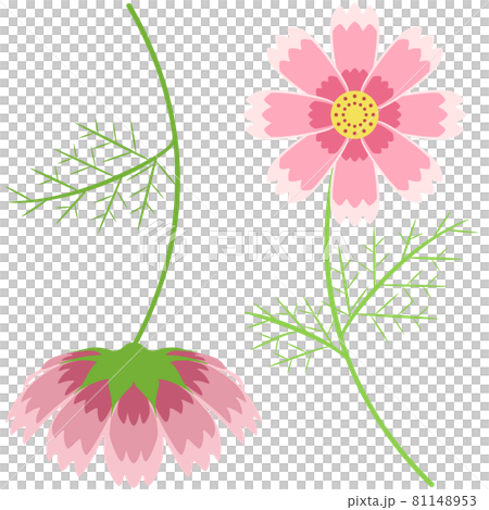 二輪のコスモスのイラスト 81148953