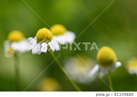 カモミールの花 黄色の中心部と白い花弁 緑の背景のコントラストが可愛いの写真素材