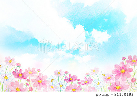 虹とコスモス畑 水彩イラストのイラスト素材