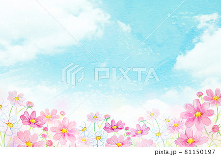 虹とコスモス畑 水彩イラストのイラスト素材