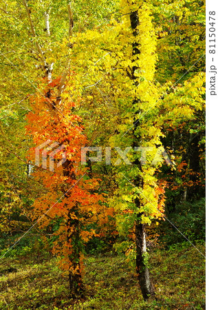 蔦漆の紅葉 蔦漆の紅葉 81150478