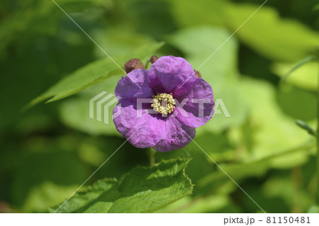 Flowering raspberry 81150481