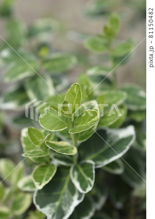 Wintercreeper Emerald Gaiety 81150482