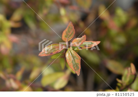 Abelia Kaleidoscope Abelia Kaleidoscope 81150525