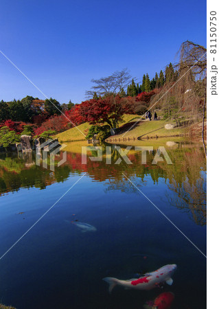 広島県三原市三景園の紅葉 紅葉と池の鯉の写真素材