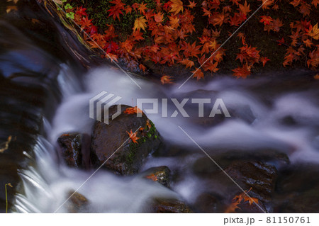 広島県三原市三景園の紅葉 紅葉を望む茅の輪の写真素材