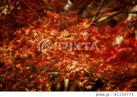広島県三原市三景園の紅葉 木漏れ日を反射する紅葉の写真素材