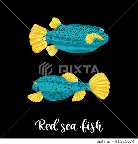 Colorful tropical fish of the Red Sea, Pacific and Indian Oceans, lives near corals. Colorful tropical fish of the Red Sea, Pacific and Indian Oceans, lives near corals. 81151074