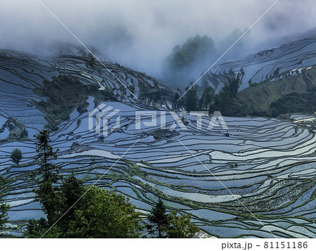 中国雲南省元陽 多依樹梯田 / Duoyishu, Yuanyang, Yunnan, China 81151186