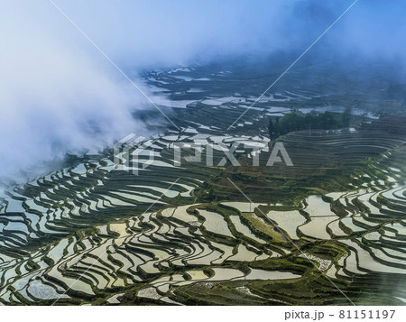 中国雲南省元陽 多依樹梯田 / Duoyishu, Yuanyang, Yunnan, China 81151197
