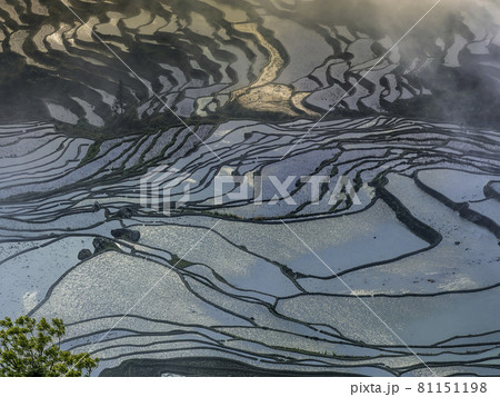 中国雲南省元陽 多依樹梯田 / Duoyishu, Yuanyang, Yunnan, China 中国雲南省元陽 多依樹梯田 / Duoyishu, Yuanyang, Yunnan, China 81151198
