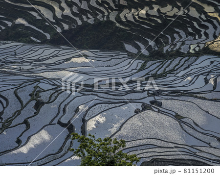 中国雲南省元陽 多依樹梯田 / Duoyishu, Yuanyang, Yunnan, China 81151200