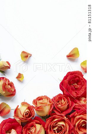 Flowers composition. Frame made of red  roses and leaves on white background 81151318