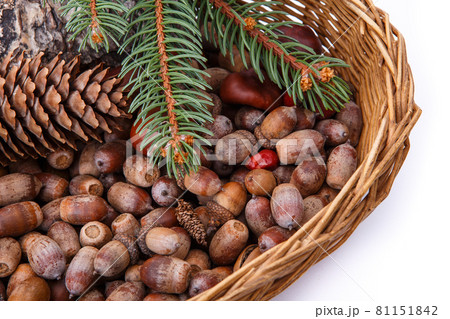 Wood background with acorns and cones fall decoration Wood background with acorns and cones fall decoration 81151842