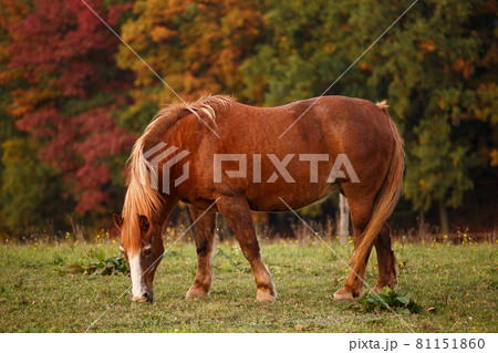 Horse on pasture and autumnal landscape in the background Horse on pasture and autumnal landscape in the background 81151860