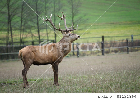 Deer grazing in the meadow Deer grazing in the meadow 81151864