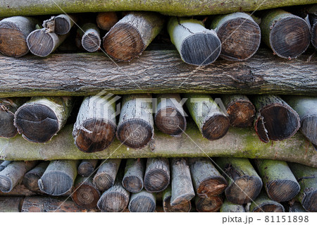 Frost on a pile of firewood 81151898