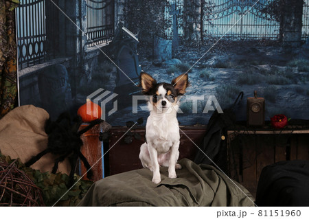 Dog in a Halloween night setting Dog in a Halloween night setting 81151960