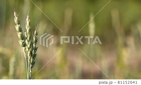 Spikelets of wheat. A field with spikelets on a summer day, August 81152041