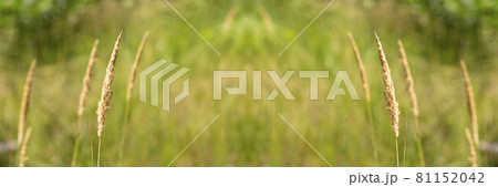 golden field meadow grass. summertime late summer harvest season golden field meadow grass. summertime late summer harvest season 81152042