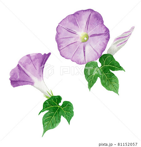 アナログ水彩薄紫の朝顔 アナログ水彩薄紫の朝顔 81152057