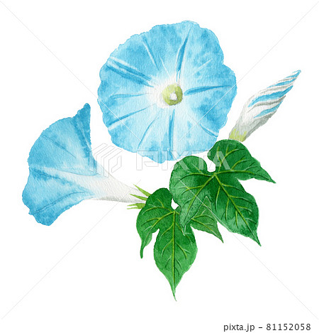 アナログ水彩水色の朝顔 アナログ水彩水色の朝顔 81152058
