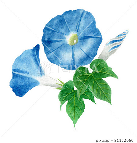アナログ水彩ブルーの朝顔 アナログ水彩ブルーの朝顔 81152060