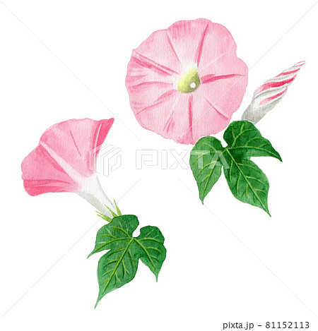 アナログ水彩ピンクの朝顔 アナログ水彩ピンクの朝顔 81152113