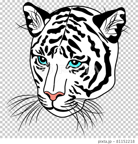 斜對著白虎的臉的插圖 斜對著白虎的臉的插圖 81152218