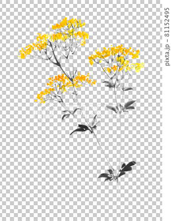 水墨画技法で描かれた女郎花 81152495