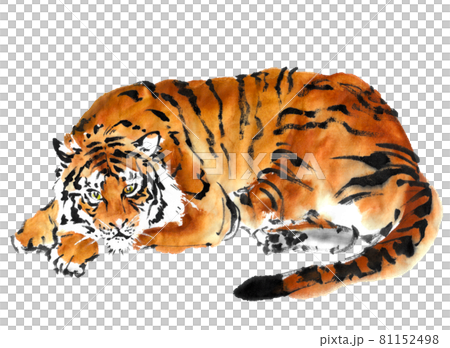 水墨画技法で描かれた虎 81152498