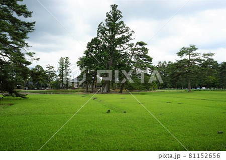 世界遺産毛越寺の浄土庭園 81152656