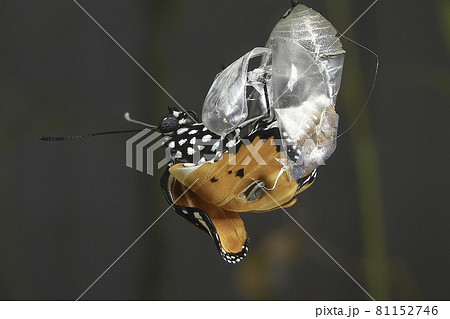 蝶 チョウ 蝴蝶 81152746