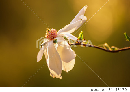 Magnolia spring flowers Magnolia spring flowers 81153170
