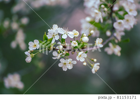 Cherry flowers frame Cherry flowers frame 81153171