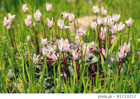 Wild cyclamens flowers 81153217