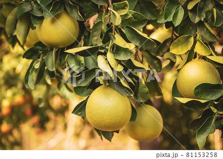 Pomelo fruit in gardenの写真素材 [81153258] - PIXTA