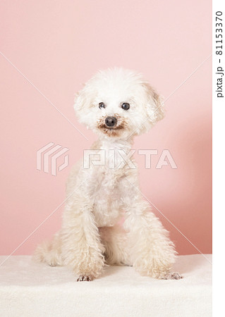 ピンクバックとお座りしたチワワ ピンクバックとお座りしたチワワ 81153370
