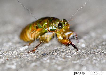 蝉の幼虫 81153396