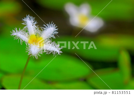 ガガブタの白い花が二輪 ガガブタの白い花が二輪 81153551