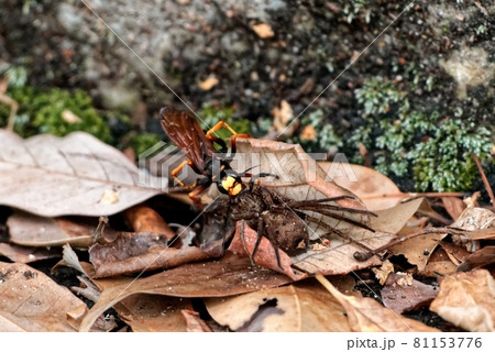 スギハラクモバチの狩り 81153776