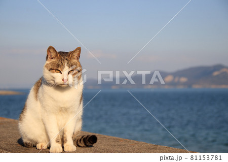 瀬戸内海の島の猫【佐柳島】 瀬戸内海の島の猫【佐柳島】 81153781