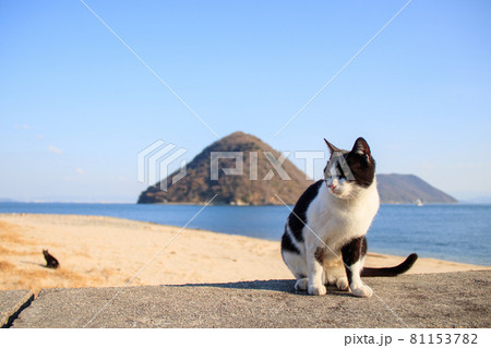 瀬戸内海の島の猫【佐柳島】 瀬戸内海の島の猫【佐柳島】 81153782