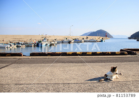 瀬戸内海の島の猫【佐柳島】 81153789