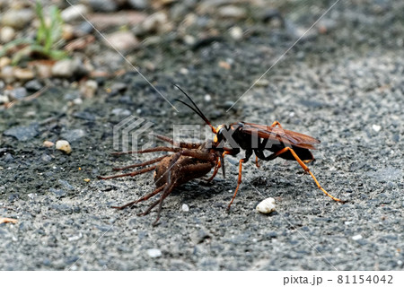 スギハラクモバチの狩り スギハラクモバチの狩り 81154042